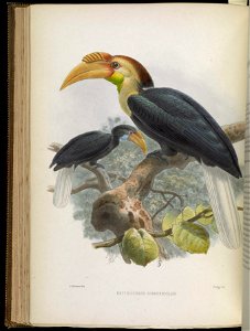 A monograph of the Bucerotidæ, or family of the hornbills.