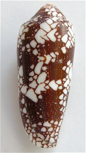 Conus pennaceus Born, 1778  (synonym: Conus episcopus Hwass in Bruguière, 1792); the Philippines
