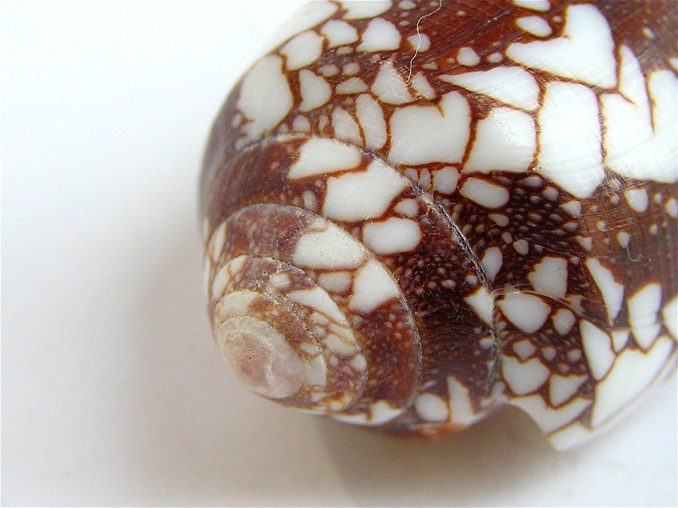 Conus pennaceus Born, 1778  (synonym: Conus episcopus Hwass in Bruguière, 1792); the Philippines