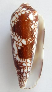 Conus pennaceus Born, 1778  (synonym: Conus episcopus Hwass in Bruguière, 1792); the Philippines