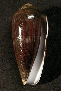 Conus pennaceus Born, 1778 (forma elisae L. C. Kiener, 1845); Mozambique