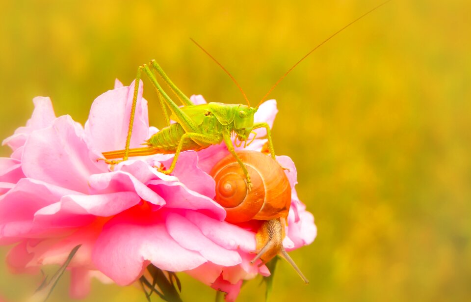 Snail rose animals
