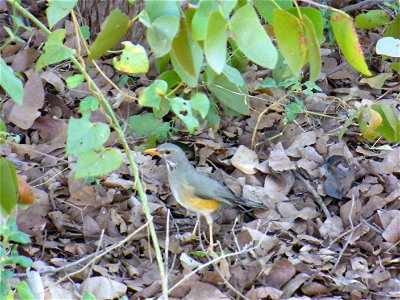 I am the originator of this photo. I hold the copyright. I release it to the public domain. This photo depicts a Kurrichane Thrush Turdus libonyanus. photo