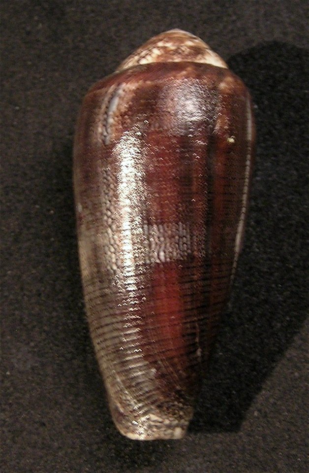 Conus pennaceus Born, 1778 (forma elisae L. C. Kiener, 1845); Mozambique