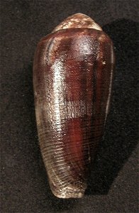 Conus pennaceus Born, 1778 (forma elisae L. C. Kiener, 1845); Mozambique