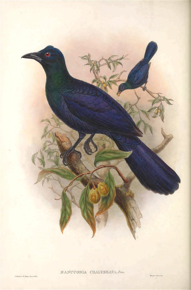 Manucodia chalybeata = Manucodia chalybatus - Monograph of the Paradiseidae, or Birds of Paradise, and Ptilonorhynchidae, or Bower-birds. v.2 (1891-1898).