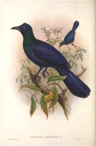 Manucodia chalybeata = Manucodia chalybatus - Monograph of the Paradiseidae, or Birds of Paradise, and Ptilonorhynchidae, or Bower-birds. v.2 (1891-1898).
