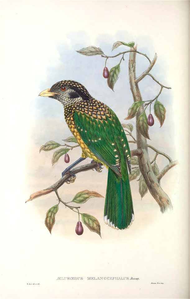 Ailuroedus melanocephalus - Monograph of the Paradiseidae, or Birds of Paradise, and Ptilonorhynchidae, or Bower-birds. v.2 (1891-1898).