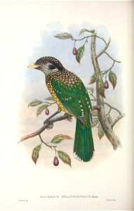 Ailuroedus melanocephalus - Monograph of the Paradiseidae, or Birds of Paradise, and Ptilonorhynchidae, or Bower-birds. v.2 (1891-1898).