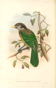 Ailuroedus melanocephalus - The birds of New Guinea and the adjacent Papuan islands : including many new species recently discovered in Australia. v.1 (Plate XLII).