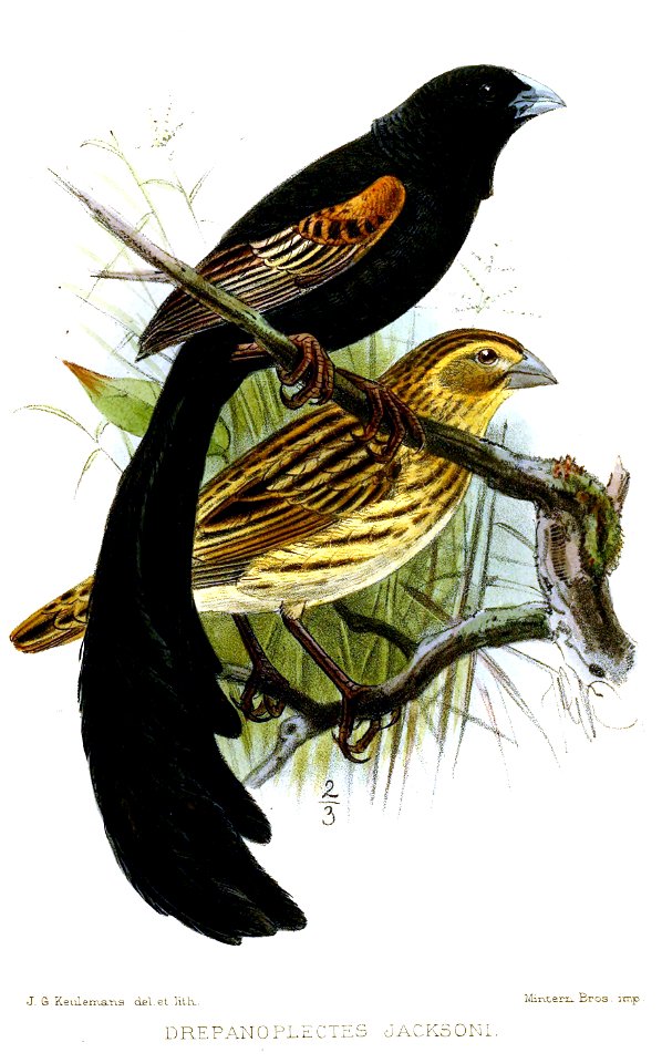 Drepanoplectes jacksoni = Euplectes jacksoni