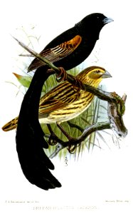 Drepanoplectes jacksoni = Euplectes jacksoni