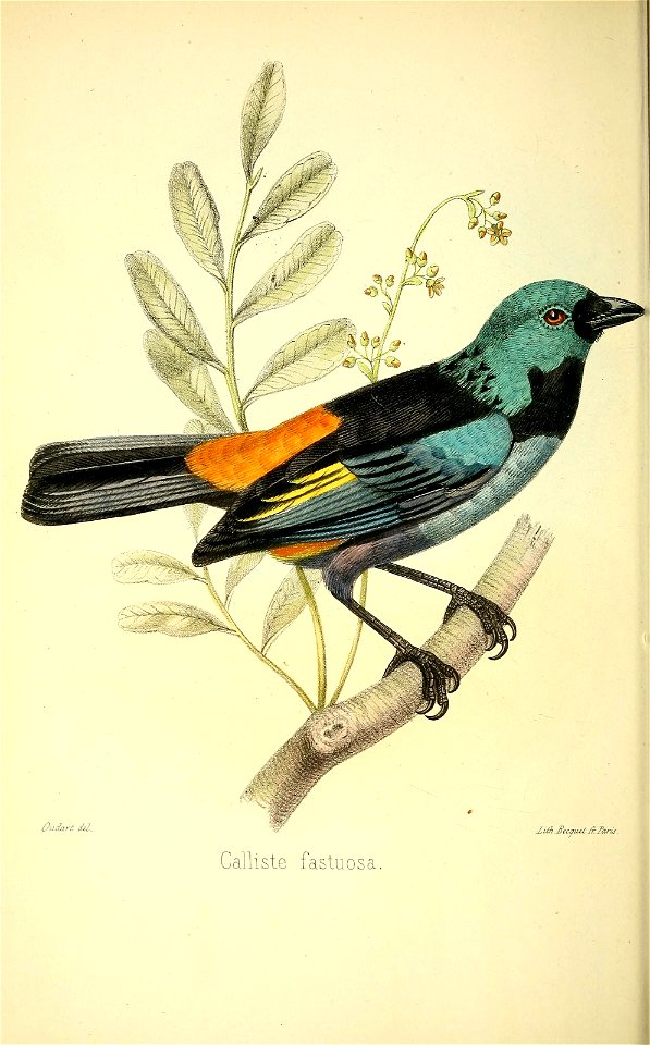 Oudart M. 
Calliste fastuosa. 

J^iA-^ecaiul Jr. Thri^ .