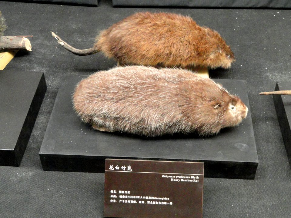 Taxidermy exhibit in the Kunming Natural History Museum of Zoology (昆明动物博物馆), Kunming, Yunnan, China.