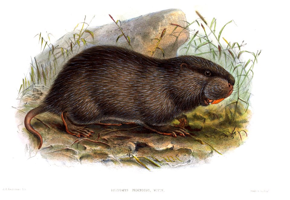 Rhizomys pruinosus