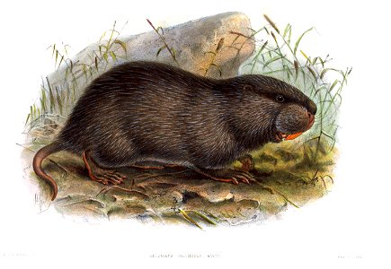 Rhizomys pruinosus