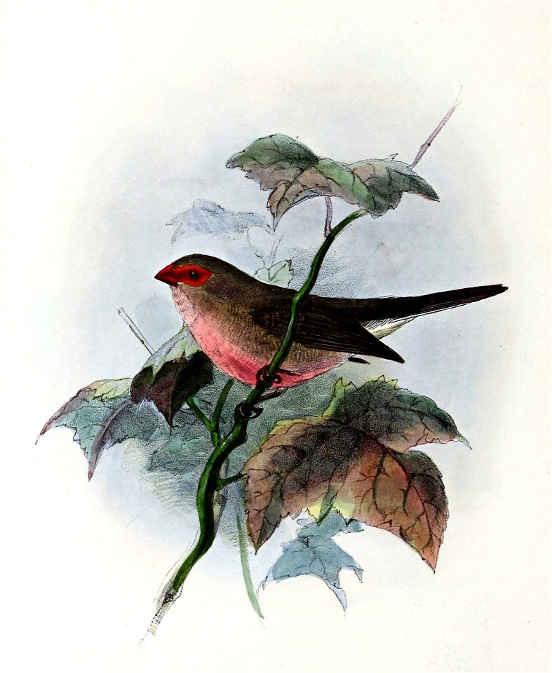 English:  « Estrelda cinerea » = Estrilda troglodytes (Black-rumped waxbill)Français :  « Estrelda cinerea » = Estrilda troglodytes (Astrild cendré)