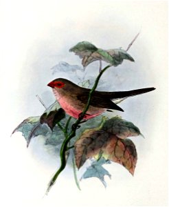 English:  « Estrelda cinerea » = Estrilda troglodytes (Black-rumped waxbill)Français :  « Estrelda cinerea » = Estrilda troglodytes (Astrild cendré)