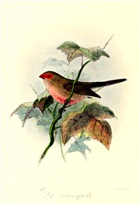 English:  « Estrelda cinerea » = Estrilda troglodytes (Black-rumped waxbill)Français :  « Estrelda cinerea » = Estrilda troglodytes (Astrild cendré)