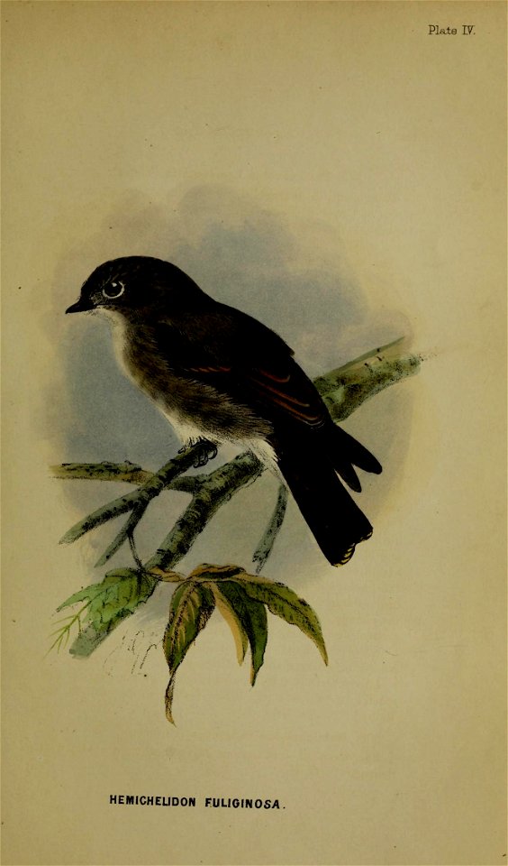 Plate IV: 

HEMICHELIDON FULIGINOSA.