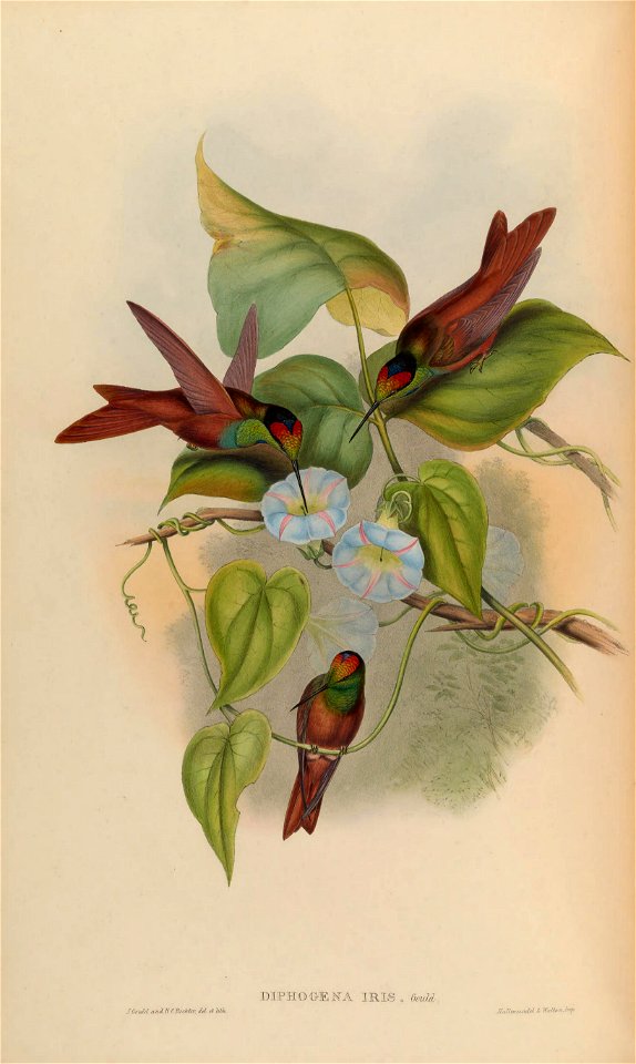 Diphogena iris = Coeligena iris [1]