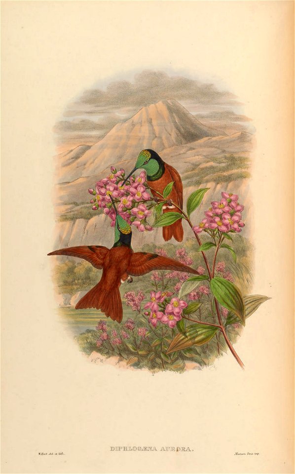 Diphlogaena aurora = Coeligena iris aurora [1]