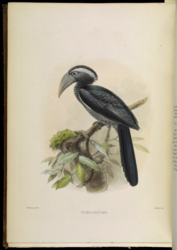A monograph of the Bucerotidæ, or family of the hornbills.