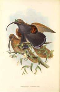 Drepanornis albertisi - The birds of New Guinea and the adjacent Papuan islands : including many new species recently discovered in Australia. v.1 (Plate XI).