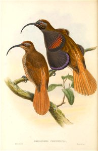 Drepanornis cervinicauda = Drepanornis albertisi cervinicauda - The birds of New Guinea and the adjacent Papuan islands : including many new species recently discovered in Australia. v.1 (Plate X