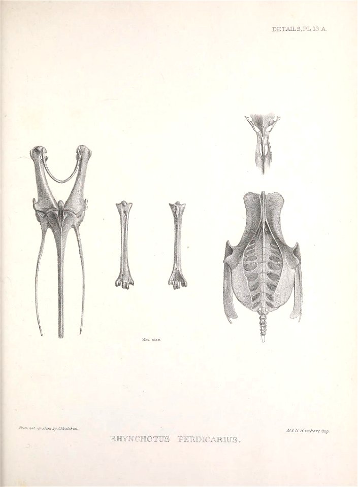 DET.AILS,PL.13.A. 
e fy/./frjtrleie* 
RHYH"CHOTU8 PERMCARBTS . 

MSKIfa-iiliMtt imp.