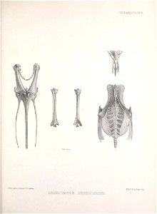 DET.AILS,PL.13.A. 
e fy/./frjtrleie* 
RHYH"CHOTU8 PERMCARBTS . 

MSKIfa-iiliMtt imp.