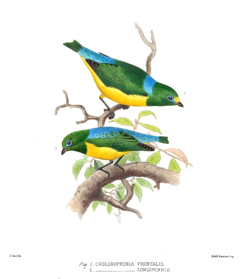 Chlorophonia frontalis & C. longipennis