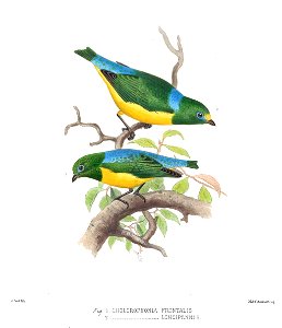 Chlorophonia frontalis & C. longipennis