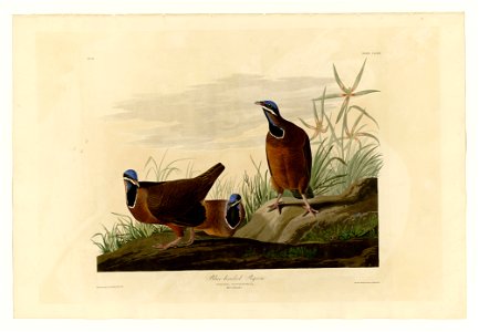 Plate 172 of Birds of America by John James Audubon depicting Blue-headed Pigeon. photo