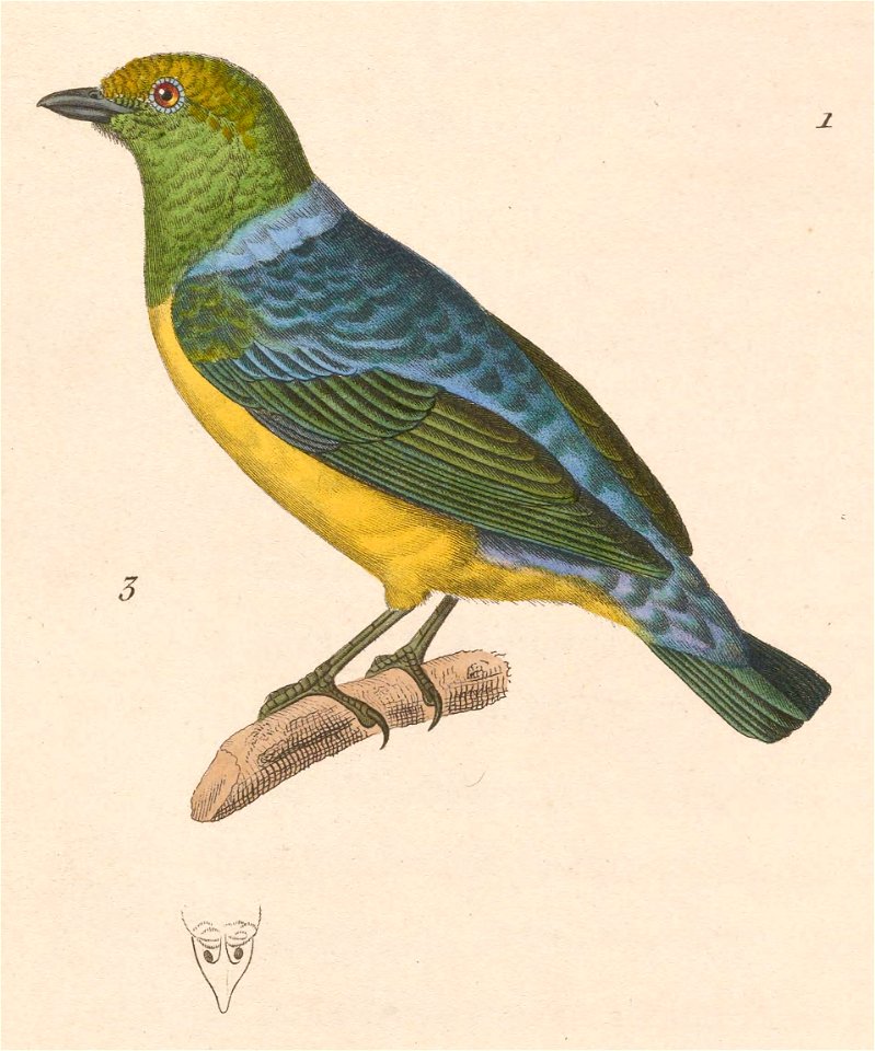 English:  « Tanagra viridis » = Chlorophonia cyanea (Blue-naped Chlorophonia) - maleFrançais :  « Tanagra viridis » = Chlorophonia cyanea (Organiste à nuqu