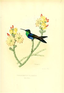 Thalurania colombica