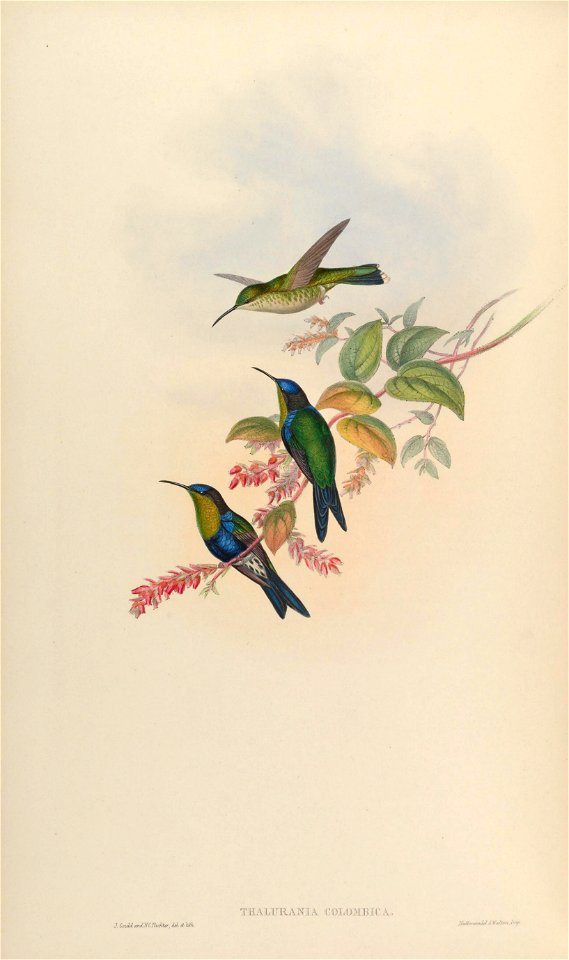 Thalurania colombica