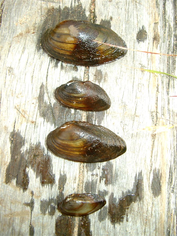 Swollen river mussel from Sweden
Latin: Unio tumidus
 Swollen river mussel
Swedish: Spetsig målarmussla

Photo: Joel Berglund