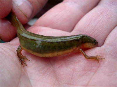 Image title: Striped newt salamander Notophthalmus perstriatus
Image from Public domain images website, http://www.public-domain-image.com/full-image/fauna-animals-public-domain-images-pictures/reptil