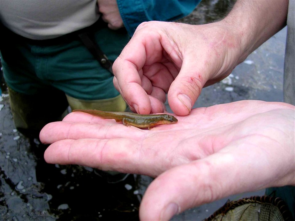 Image title: Striped newt salamander rare species Notophthalmus perstriatus
Image from Public domain images website, http://www.public-domain-image.com/full-image/fauna-animals-public-domain-images-pi