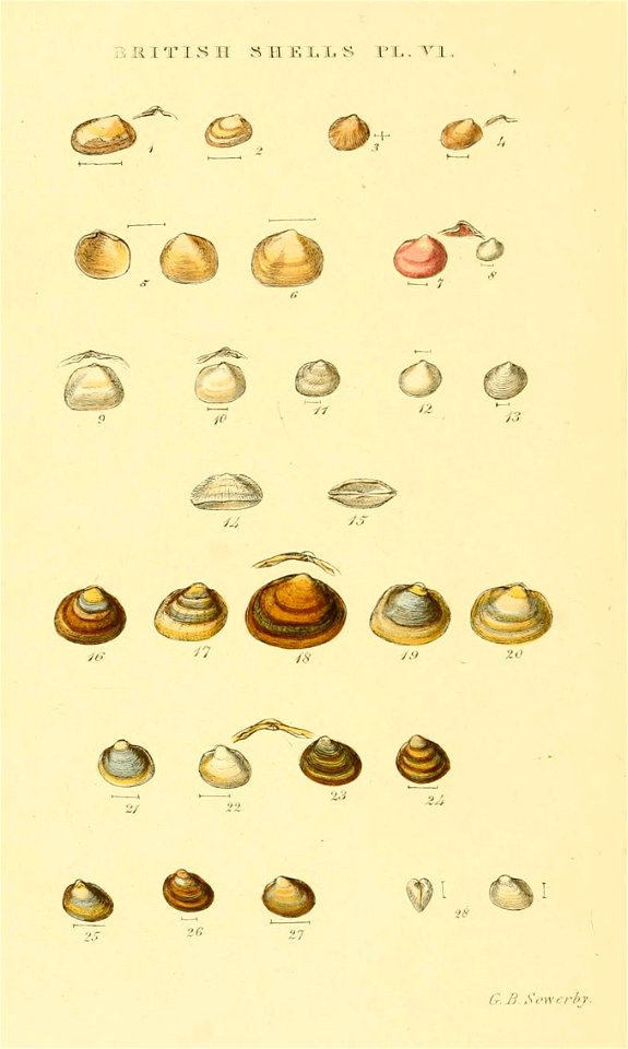 Illustrated Index of British Shells. Plate VI.

1
Montacuta ferruginosa
Tellimya ferruginosa
2
Montacuta bidentata
Kurtiella bidentata
3
Montacuta substriata
Montacuta substriata
4
Turtonia minuta
Tur