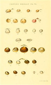 Illustrated Index of British Shells. Plate VI.

1
Montacuta ferruginosa
Tellimya ferruginosa
2
Montacuta bidentata
Kurtiella bidentata
3
Montacuta substriata
Montacuta substriata
4
Turtonia minuta
Tur