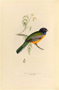 Trogon caligatus - A monograph of the Trogonidae, or family of trogons
