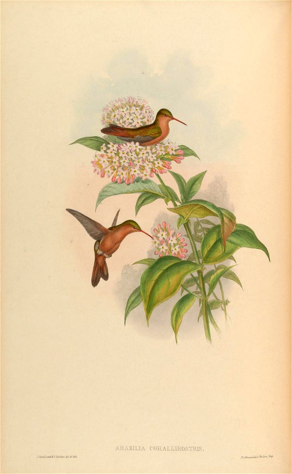 Amazilia corallirostris = Amazilia rutila corallirostris[1]