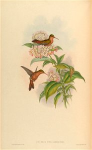 Amazilia corallirostris = Amazilia rutila corallirostris[1]