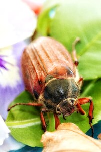 Spring close up insect photo