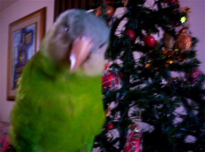 A pet Grey-cheeked Parakeet.