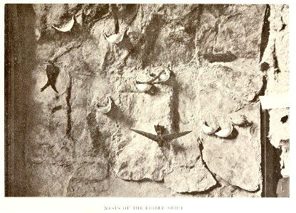 Nests of edible nest swiftlet