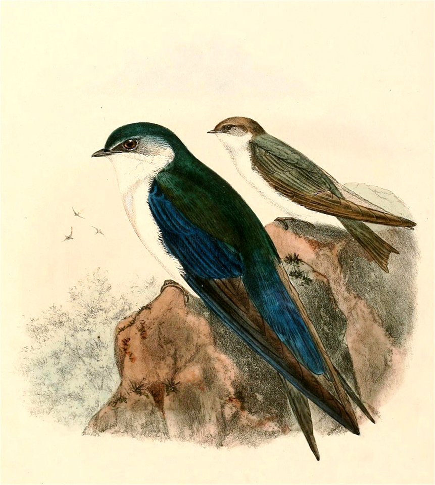 « Tachycineta cyaneoviridis » = Tachycineta cyaneoviridis (Bahama Swallow)