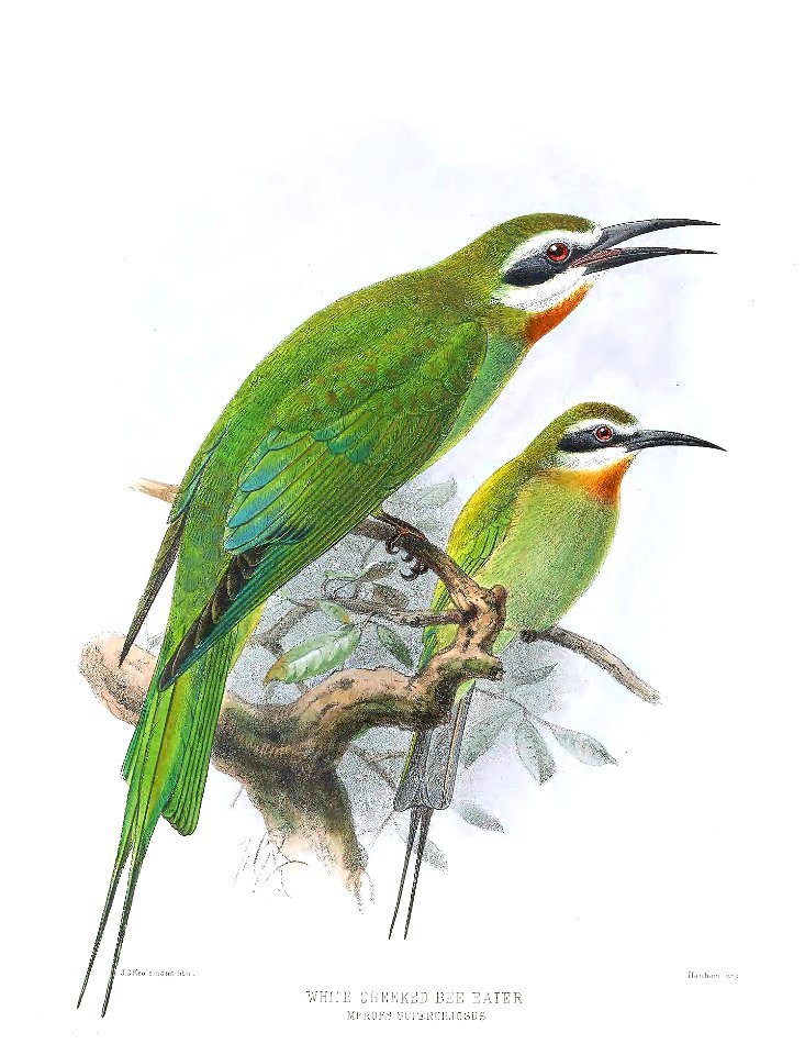 Merops superciliosus